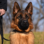 red and black german shepherd puppies for sale near me